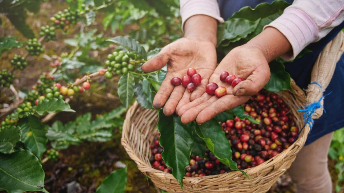 Hands with red coffee cherries over a basket, with coffee plants in the background.